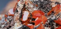 Colorful orange white Solid mineral