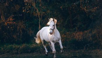White Horse Running on Green Field