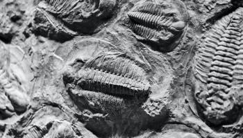 Trilobite fossils