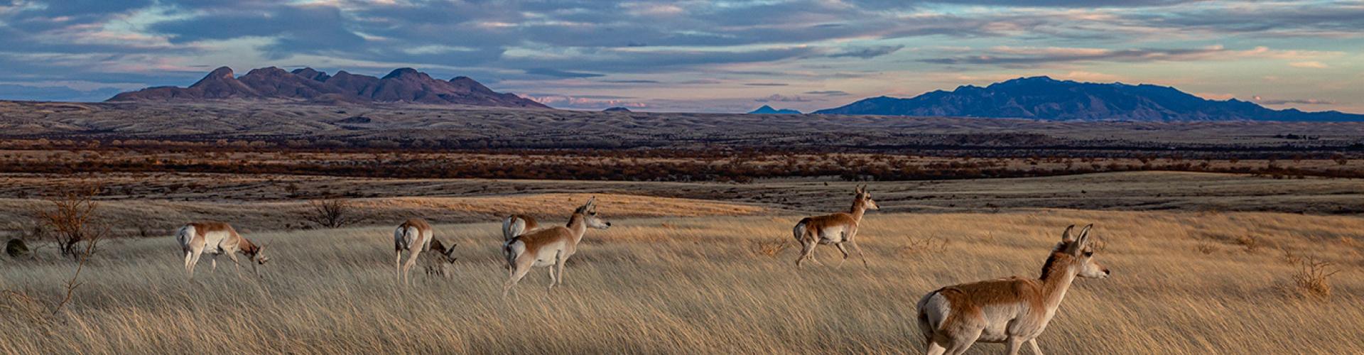 Pronghorn on native grassland in Arizona public lands