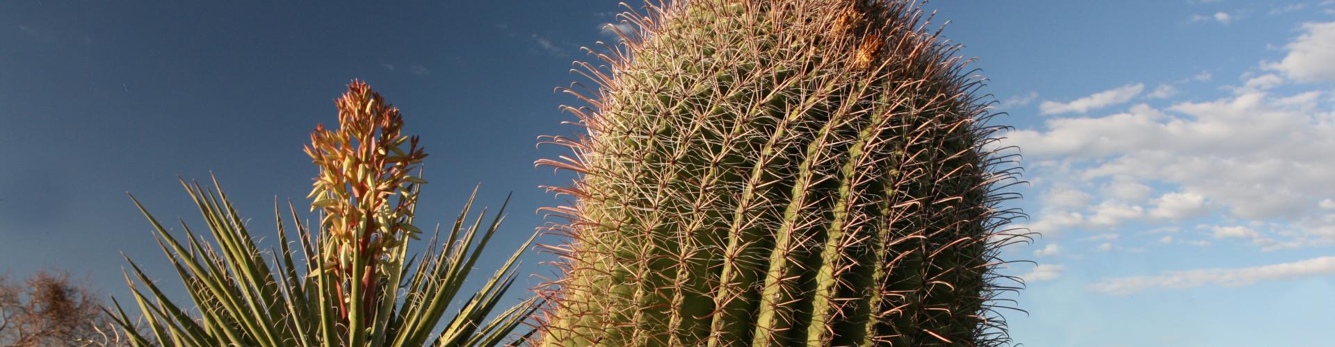 Barrel cactus and yucca in the Aravaipa Canyon Wilderness