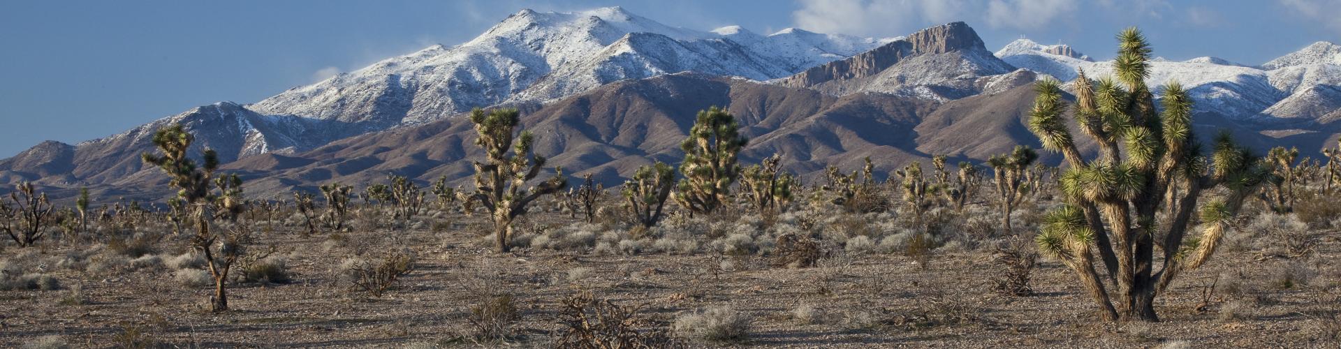 Mountains and desert vegetation in Beaver Dam Wash NCA