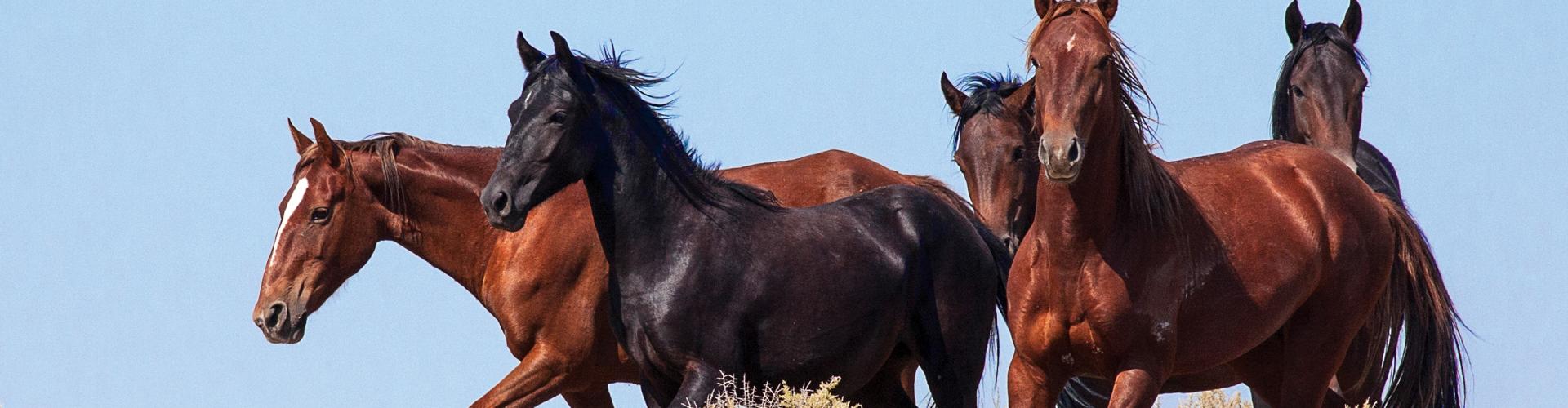 Wild horses on the ridgeline within the Clan Alpine Herd Management Area, Nevada