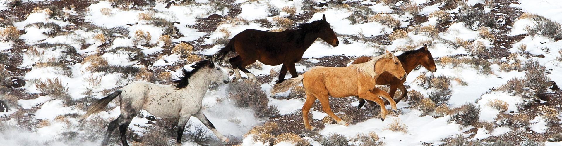 An aerial view of wild horses in the snow within the Flanigan Herd Management Area, Nevada