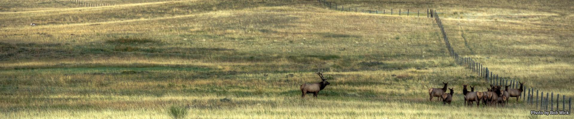 A herd of elk grazes below Ear Mountain near Lewistown, Montana | Photo by Bob Wick