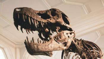 Stan the T-Rex skeleton, Housed at Manchester Museum in Manchester, UK